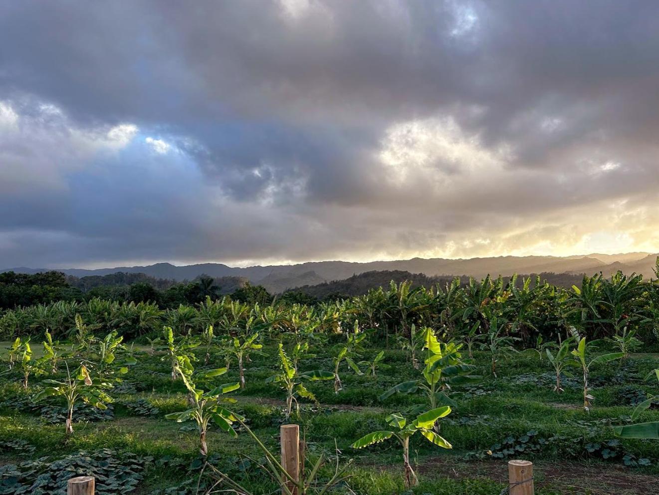 North Shore Glamping Camping Laie, Oahu, Hawaii Exterior foto